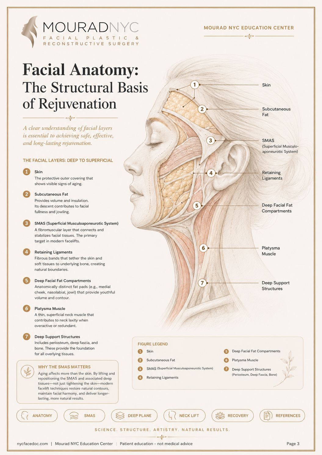 Comprehensive Facelift Guide — page 3: Facial Anatomy: The Structural Basis of Rejuvenation