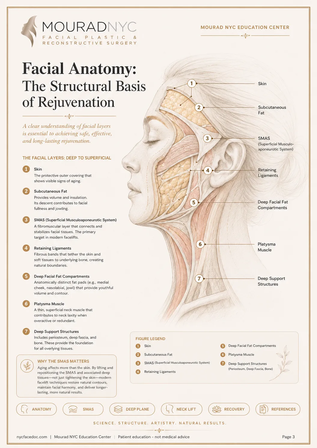 Comprehensive Facelift Guide — page 3: Facial Anatomy: The Structural Basis of Rejuvenation