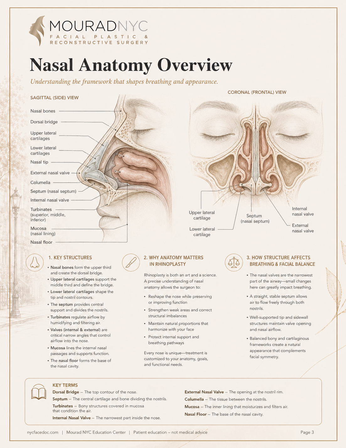 Rhinoplasty Guide — page 3: Nasal Anatomy Overview
