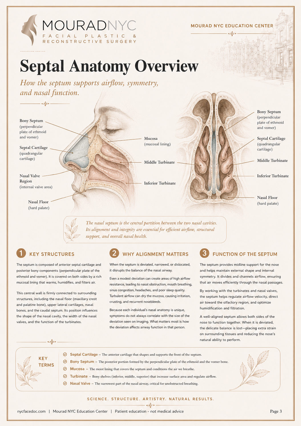 Septoplasty Guide — page 3: Septal Anatomy Overview
